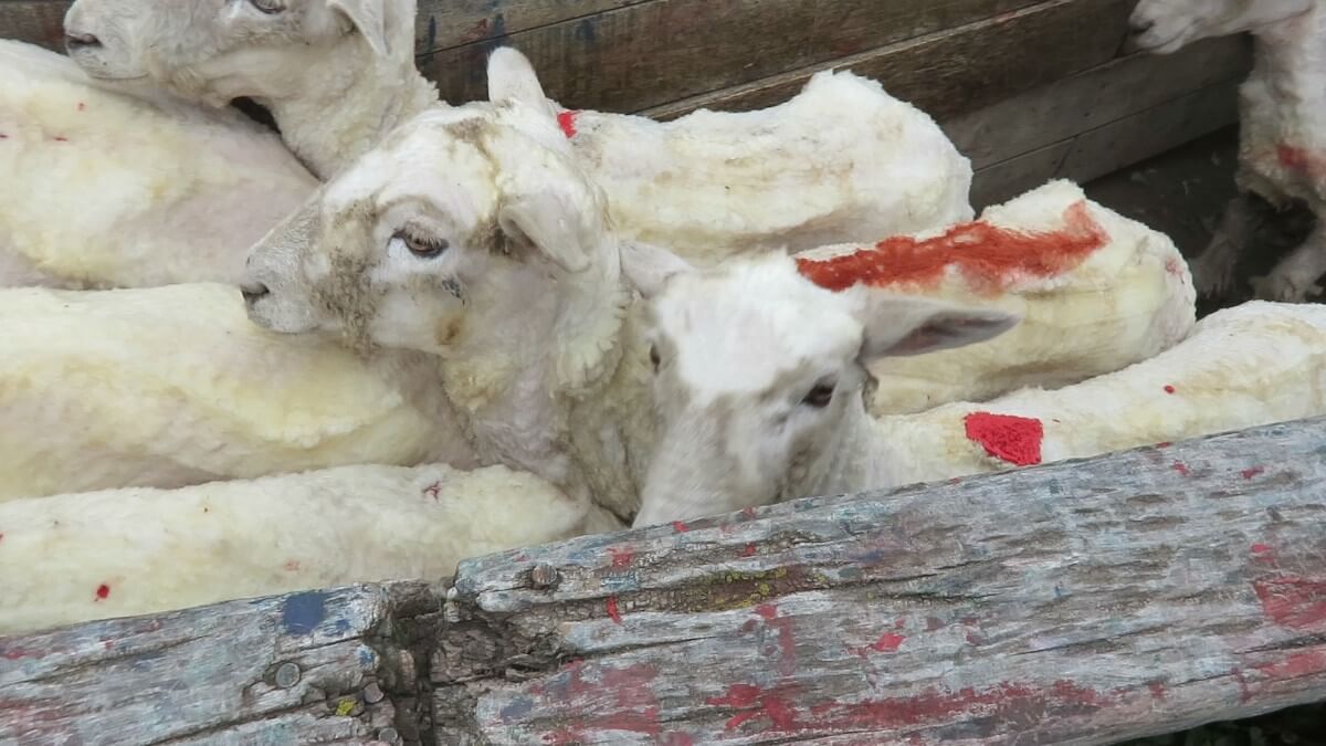 Deze schapen waren niet langer nodig en werden gemarkeerd voor de slacht