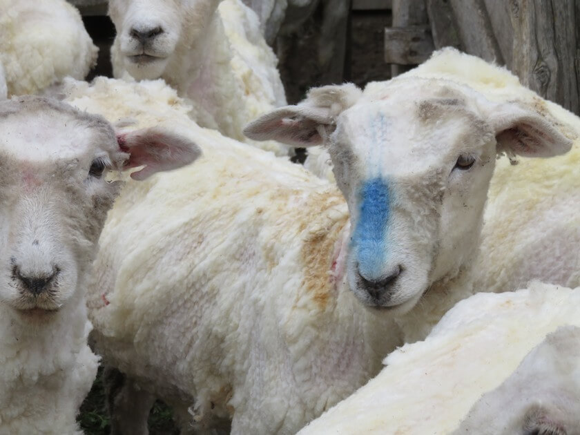 Dit schaap werd gemarkeerd voor de slacht