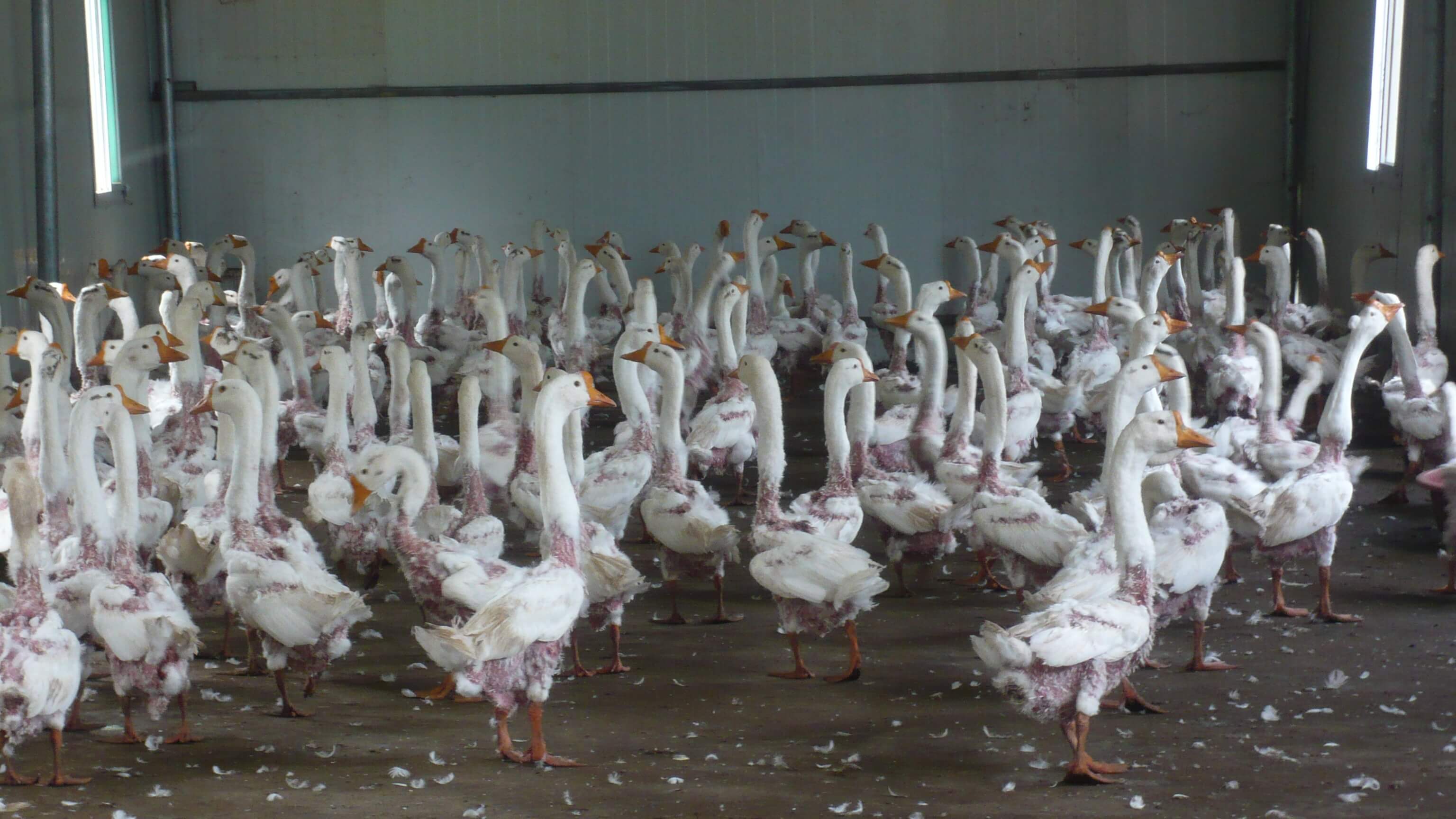 Ganzen na het plukken op de fokkerij in China