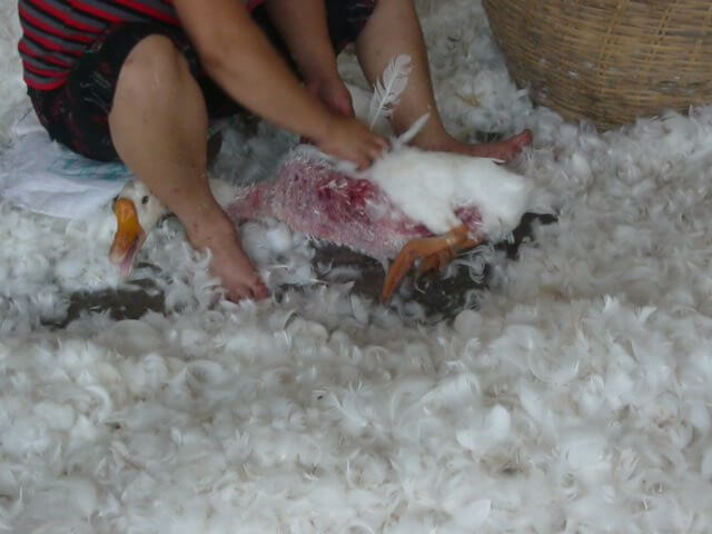Ganzen worden leven geplukt op de fokkerij in China