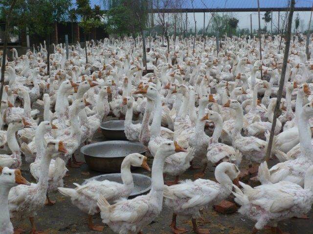 Ganzen op de fokkerij in China: in een grote groep bij elkaar
