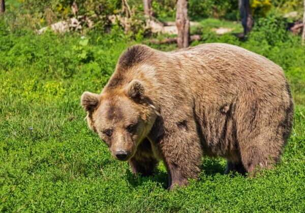 Vertel Britse functionarissen dat de Canadese berenslachtpartijen moeten stoppen