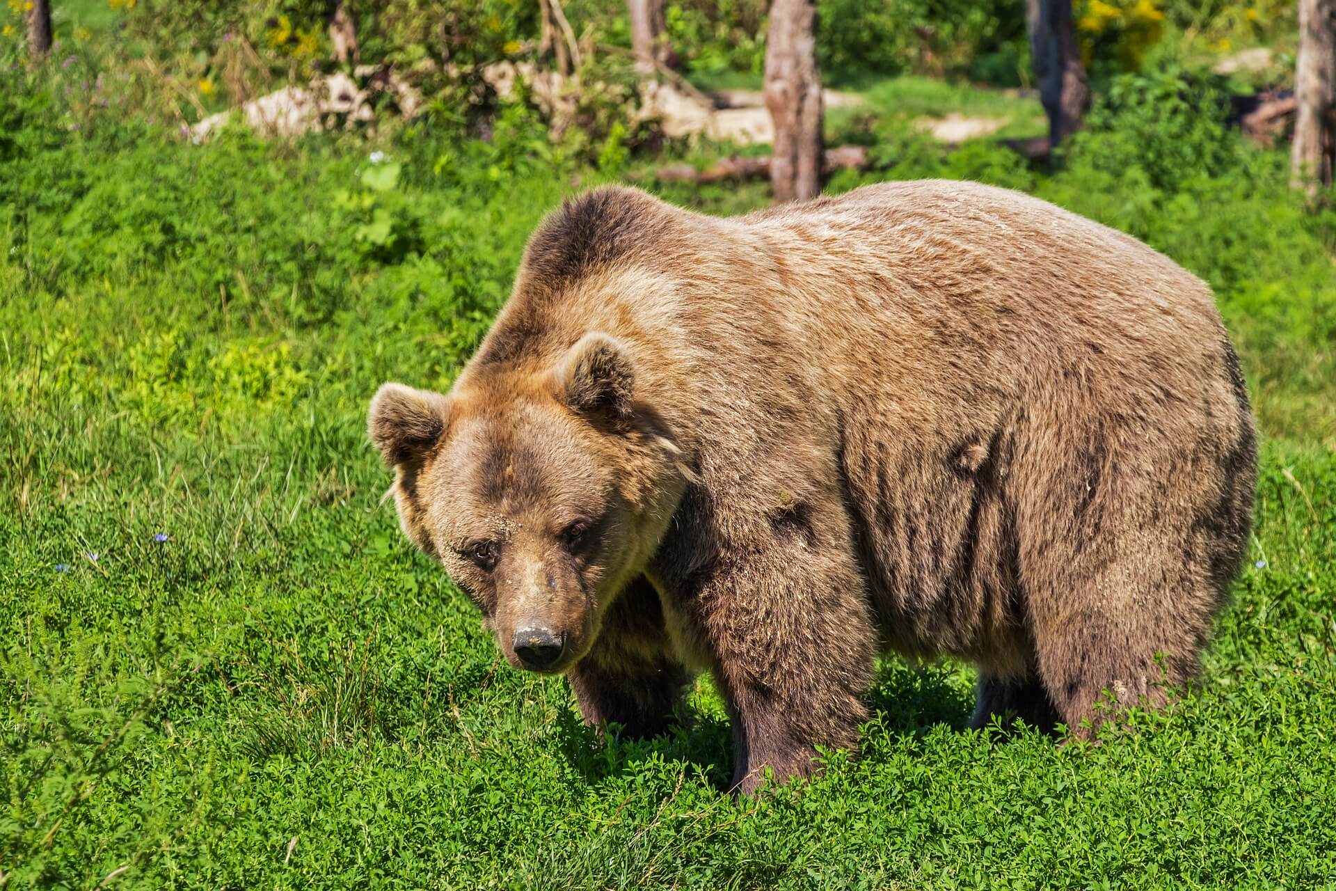 Vertel Britse functionarissen dat de Canadese berenslachtpartijen moeten stoppen
