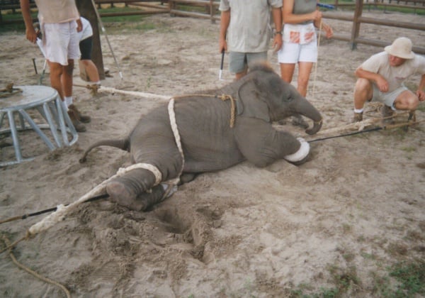 Nieuwe foto’s tonen aan hoe olifanten worden mishandeld in Ringling circus
