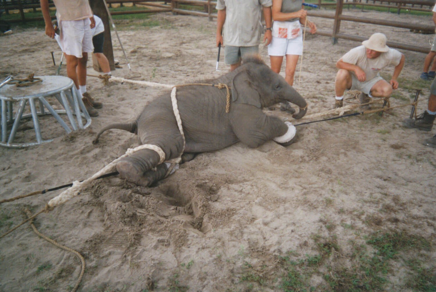 Nieuwe foto’s tonen aan hoe olifanten worden mishandeld in Ringling circus