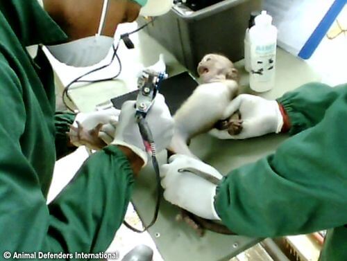 Vraag Air France-KLM te stoppen met het transport van apen naar laboratoria om gemarteld te worden