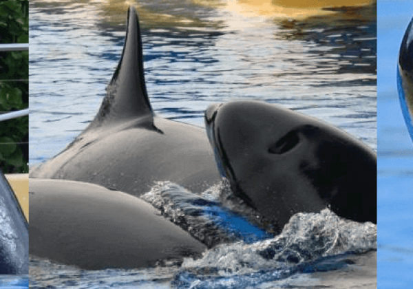 ‘Blackfish’ komt naar Nederland