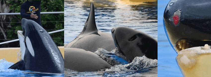 ‘Blackfish’ komt naar Nederland