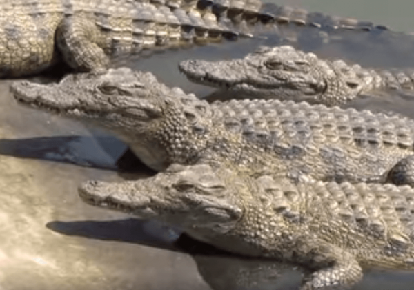 Krokodillen en alligators gefokt voor 'luxe' producten