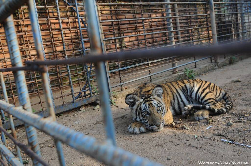 Dieren in dierentuinen: veroordeeld tot een leven achter tralies | Vermaak  - Onze missie - PETA Nederland