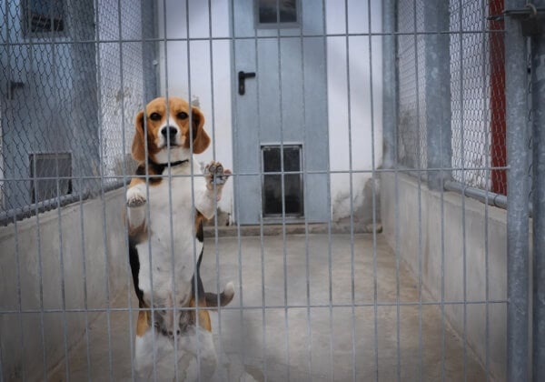 Vivisection Beagle