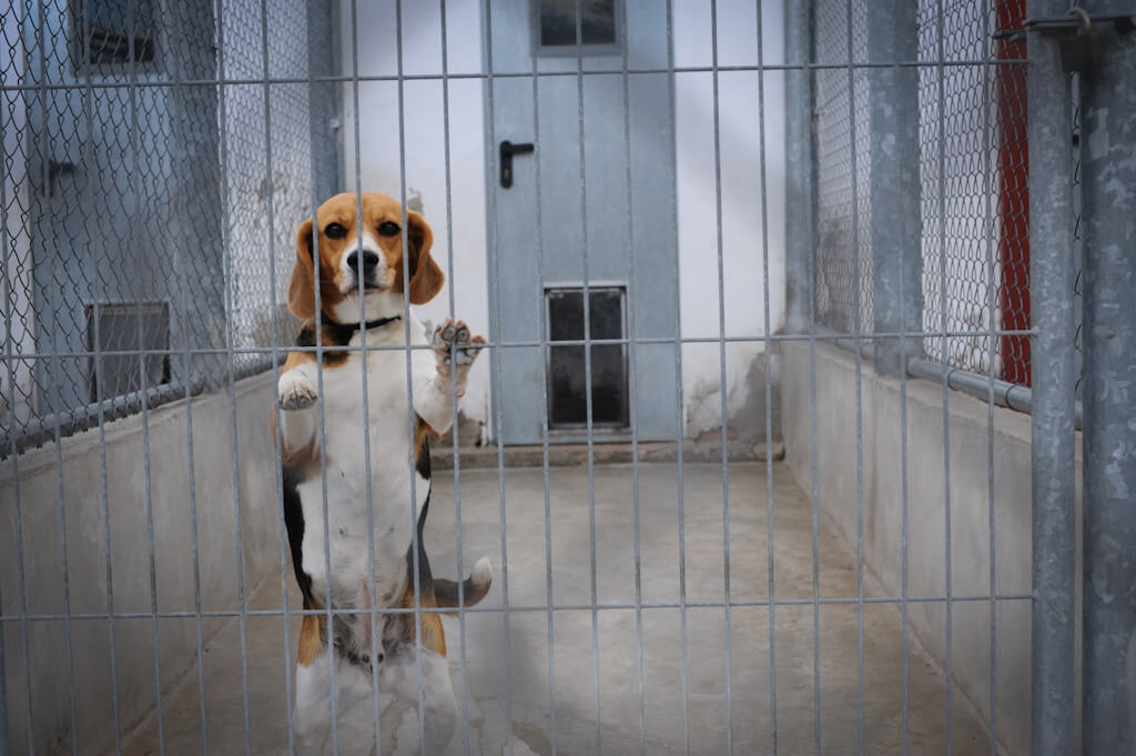 Vivisection Beagle