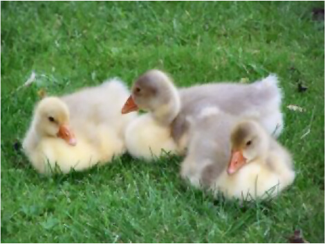 Vogels verdienen beter