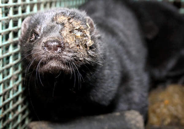 Fur Farm Mink