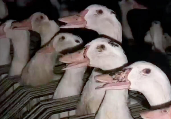 Schokkend nieuw onderzoek onthult extreme wreedheid op foie gras boerderijen