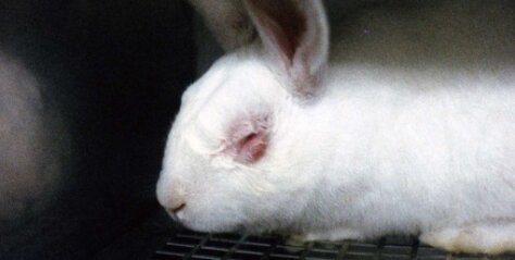 Cosmetica en dierproeven