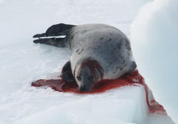 Help de bloedige zeehondenslachting te stoppen