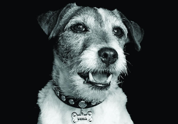 Uggie wil dat je adopteert, niet koopt