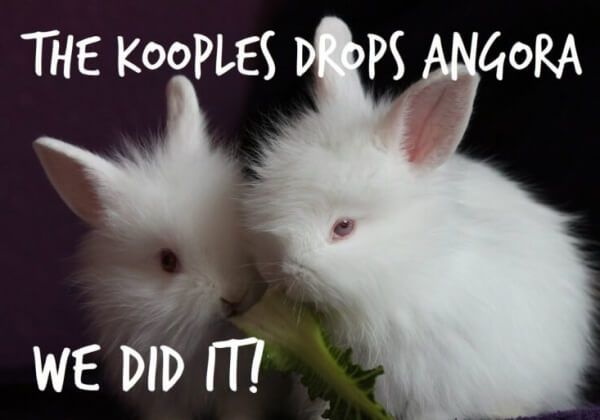 GOED NIEUWS: na honderden telefoontjes stopt de The Kooples met de verkoop van angora!