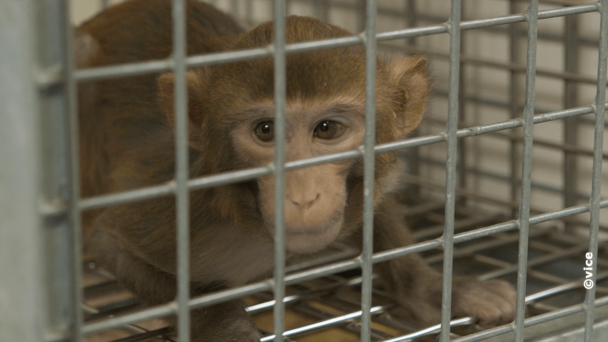 Goed nieuws! Motie SP aangenomen: BPRC moet dierproeven op apen afbouwen
