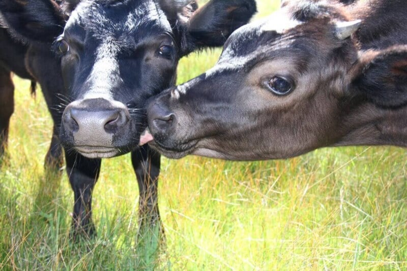 Two Cute Cows in Field
