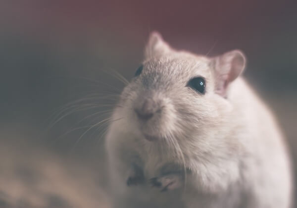Goed nieuws! Zwitserland kondigt aan de verkoop van op dieren geteste cosmetica te stoppen
