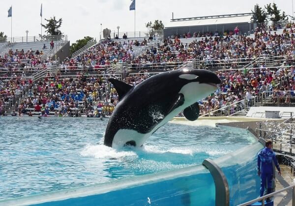 SeaWorld beëindigd fokprogramma’s voor orka’s  – maar niet snel genoeg