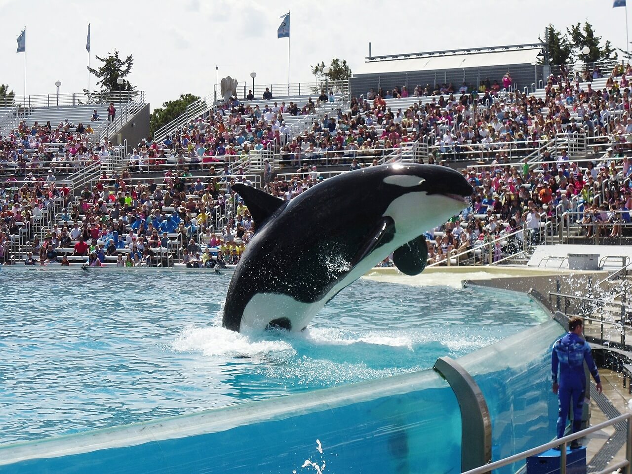 SeaWorld beëindigd fokprogramma’s voor orka’s  – maar niet snel genoeg