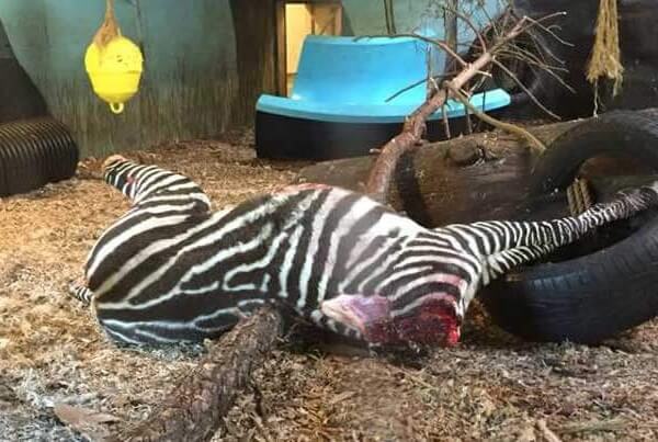 AANSTOOTGEVEND: Zebra onthoofd en aan tijgers gevoerd in Noorse dierentuin