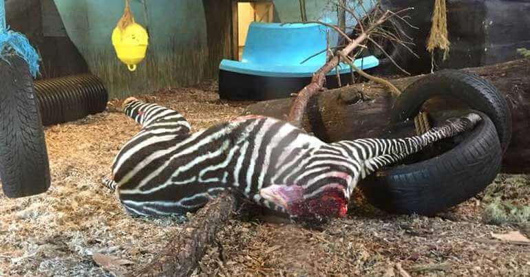 AANSTOOTGEVEND: Zebra onthoofd en aan tijgers gevoerd in Noorse dierentuin