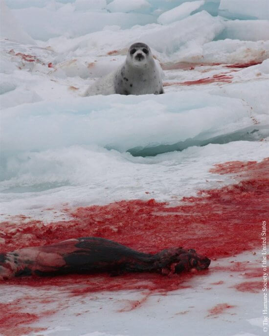 Seal-Slaughter-6