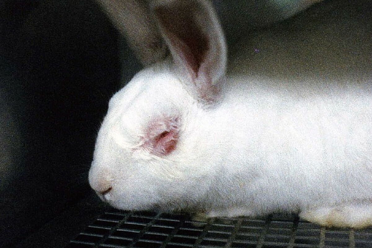 10 redenen waarom experimenten op dieren moeten stoppen