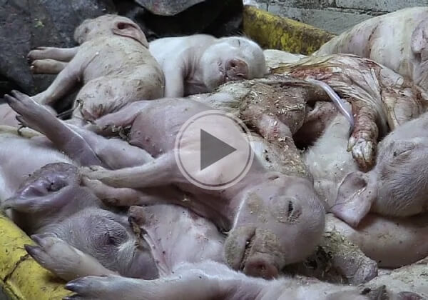 Schokkende beelden uit Nederlandse varkensfokkerij