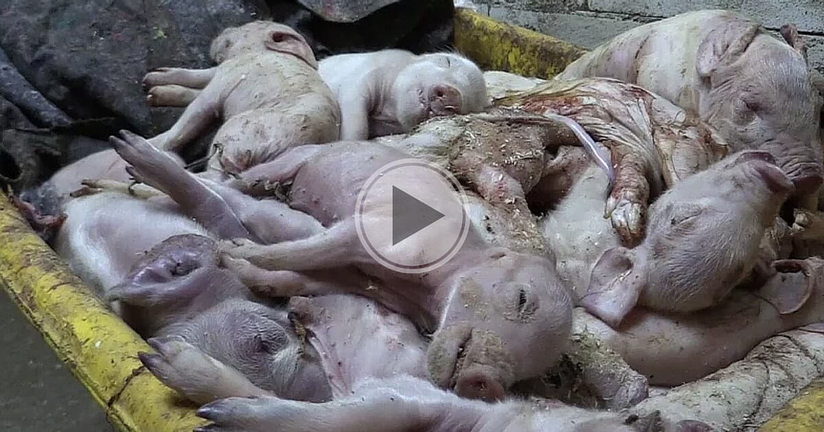 Schokkende beelden uit Nederlandse varkensfokkerij