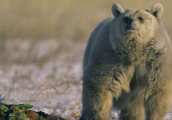 Bevrijdingsdag: Dieren die blij zijn om vrij en veilig te zijn