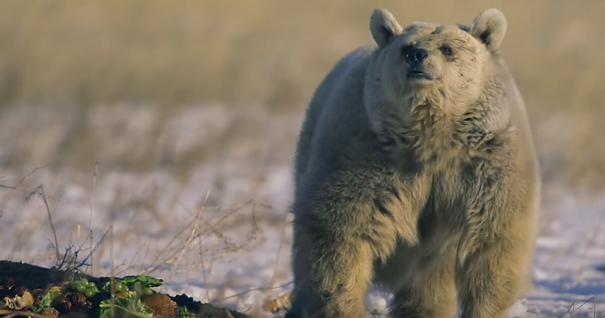 Bevrijdingsdag: Dieren die blij zijn om vrij en veilig te zijn