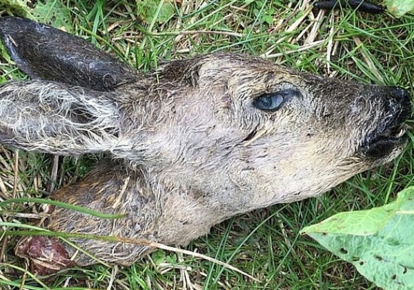 Ree onthoofd in Drenthe: tot €1.000 uitgeloofd voor het vinden van de dader
