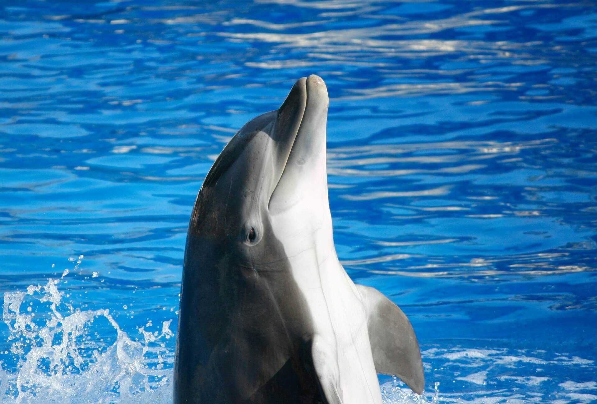 Deze oude dolfijn heeft kanker – maar wordt nog steeds gedwongen op te treden