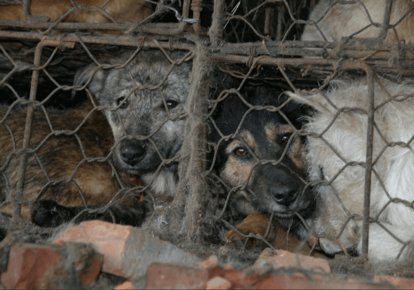 Wat u kunt doen om honden en andere dieren op het Yulin festival te helpen