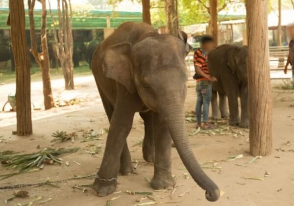 Deze CGI-olifant laat zien hoe overbodig het is om dieren uit te buiten in films