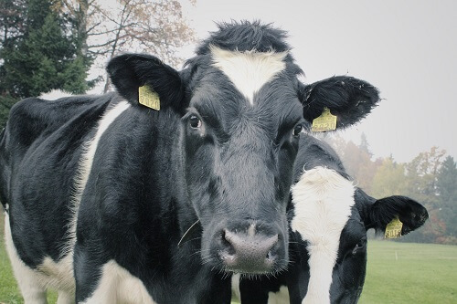 cows-1264545_1920