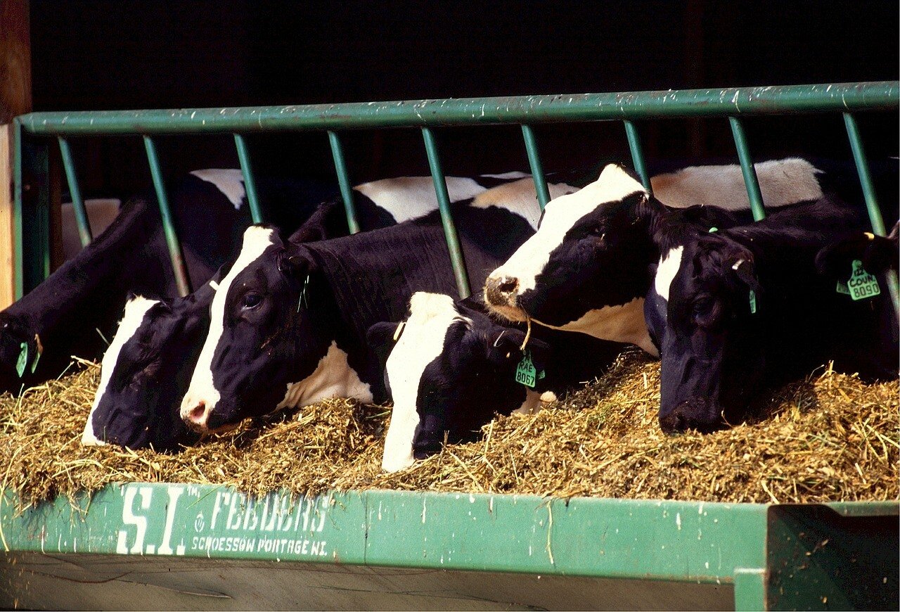 Waarom iedereen zich aan zou moeten sluiten bij de campagne voor dierenrechten