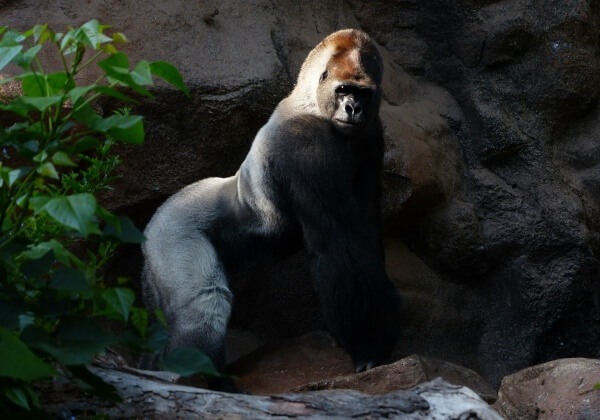 Van Marius tot Harambe: Dierentuinen leren ons dat wilde dieren overbodig zijn