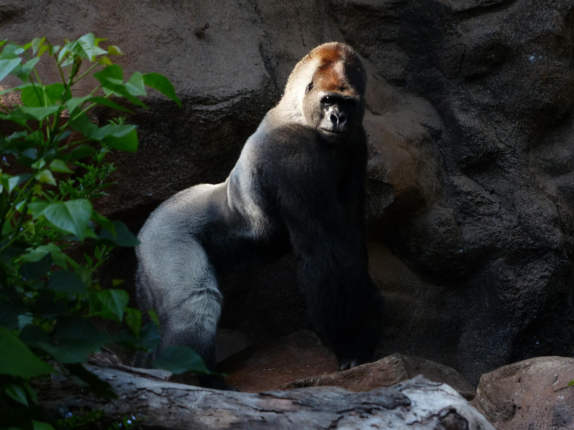 Van Marius tot Harambe: Dierentuinen leren ons dat wilde dieren overbodig zijn