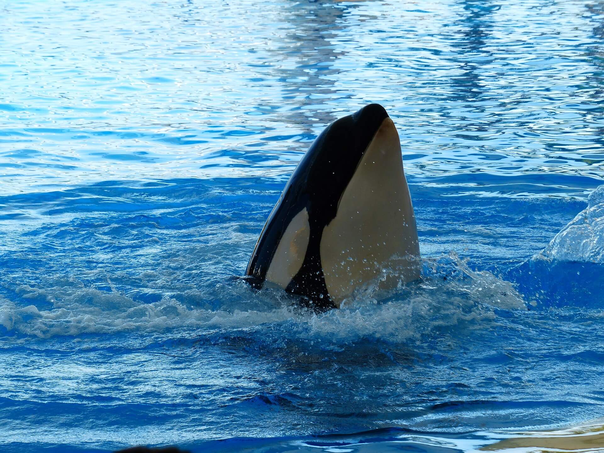 Orka Morgan ‘laat zichzelf aanspoelen’ naast haar kleine verblijf in Loro Parque