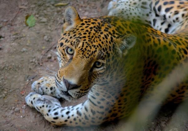Olympische fakkelceremonie eindigt met een fataal schot voor gevangen jaguar