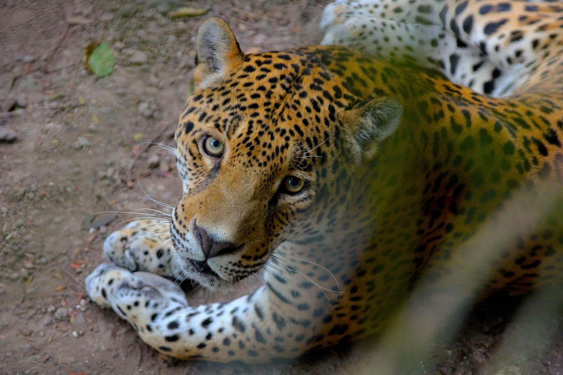 Olympische fakkelceremonie eindigt met een fataal schot voor gevangen jaguar