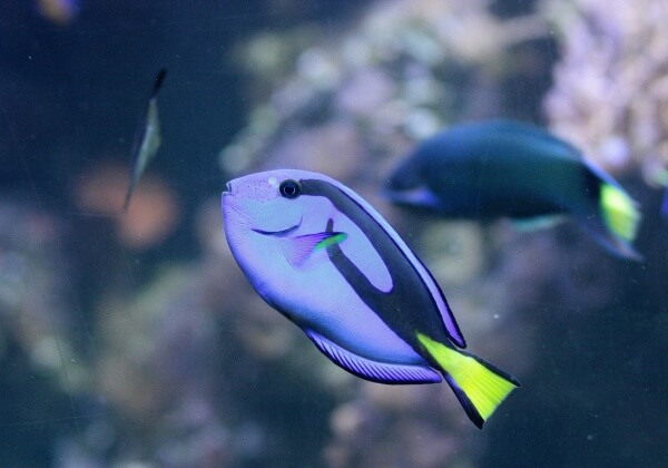 ‘Finding Dory’: Wat is de echte boodschap?