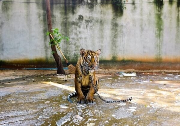 137 tijgers in beslag genomen bij Tiger Temple in Thailand