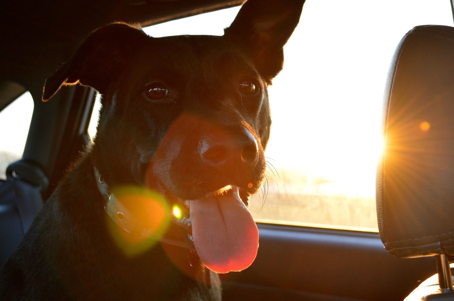 5 dingen die u kunt doen als u een hond in een hete auto ziet